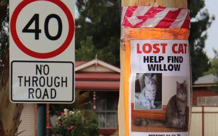 Gatto sparisce da casa per quasi due anni (Foto Facebook)