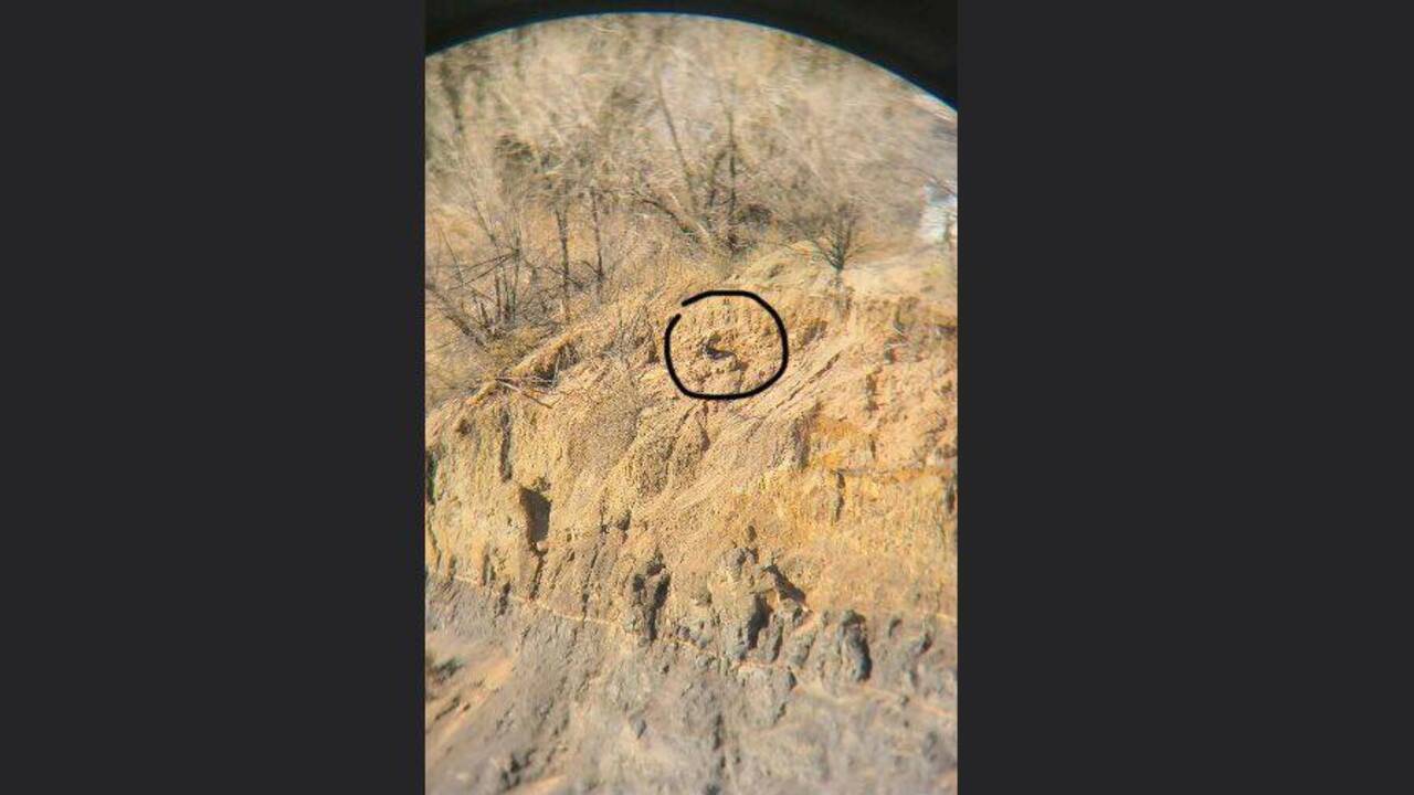 Il pericoloso salvataggio del cucciolo a 50mt di altezza (FOTO)