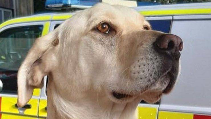 Bailey, da cane 'inaddestrabile' a vigile del fuoco