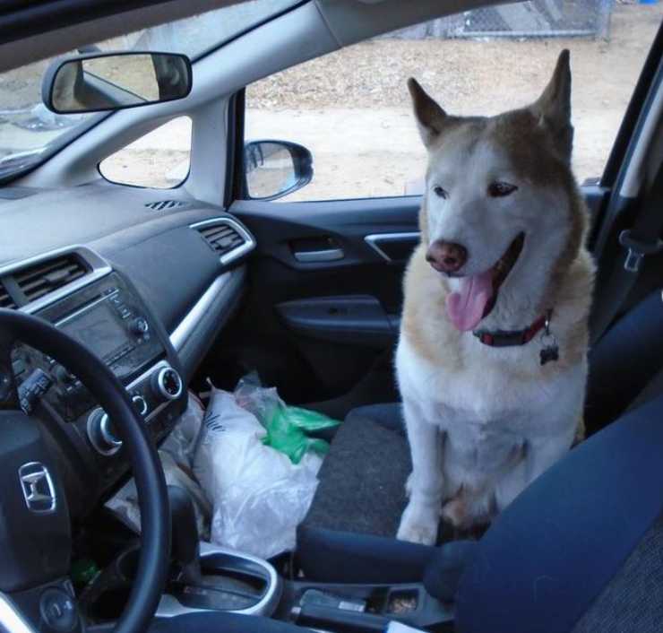 ladro ruba auto interno cane