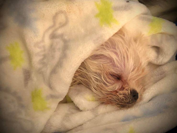 cucciolo cane sedia rotelle natale