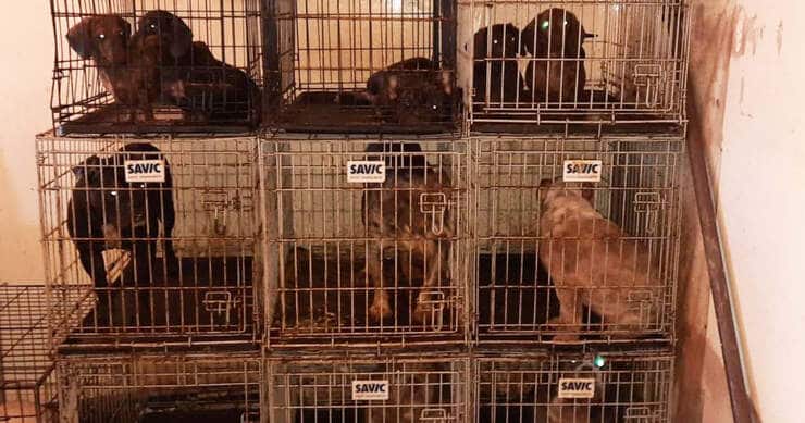 Animali impilati nelle gabbie ricolme di escrementi pronti alla vendita (Foto Facebook)
