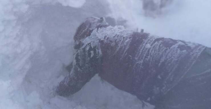 Tempesta di neve sotterra gli animali: disperati cercano di salvarli (VIDEO)