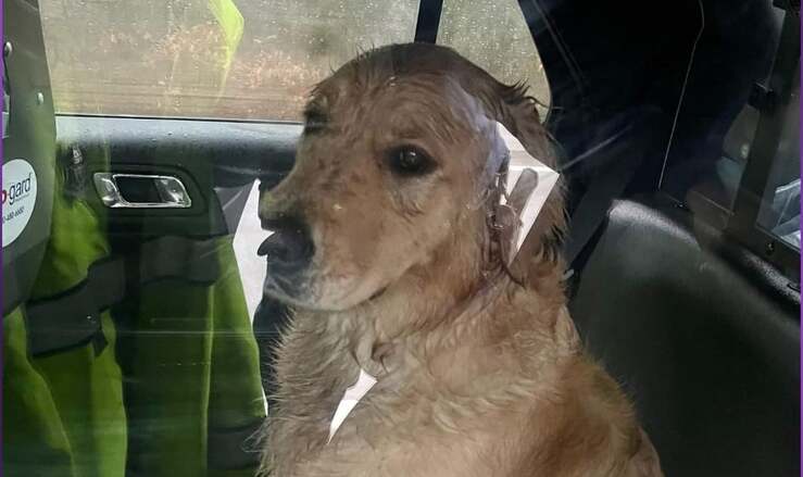 gente di polizia salva il cane sotto la pioggia fermo nel mezzo della strada (Foto Facebook)