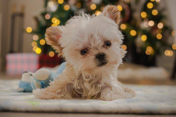 cucciolo riceve carrellino cane Natale