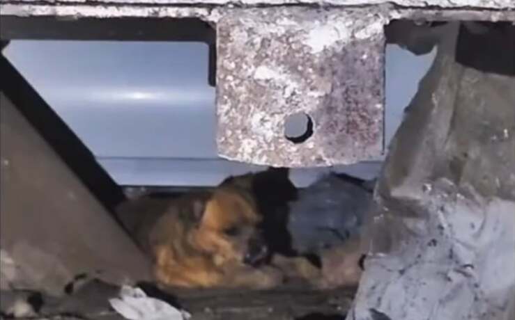 Dopo l'incidente porta fuori il cane dal nascondiglio per salvarlo (Screen Video)