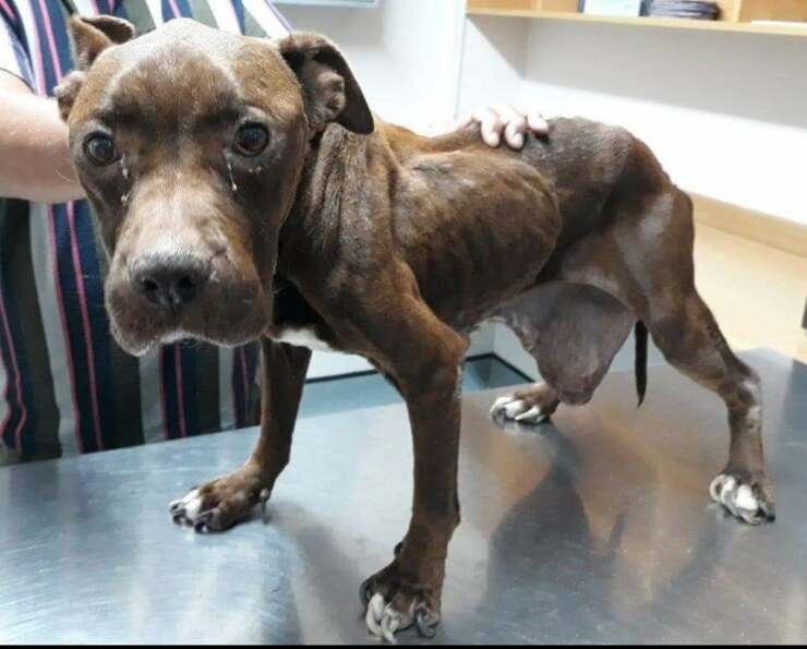 Cagnolina malata di cancro lasciata al suo destino nel giardino di casa (Foto Facebook)