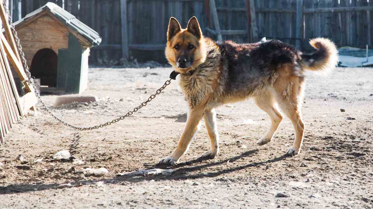 In Abruzzo è legale tenere il cane alla catena?