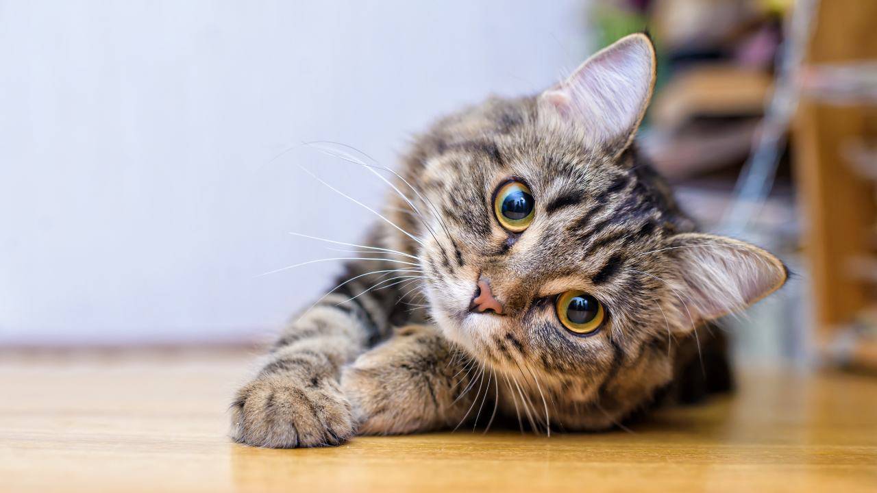 Quanto lontano si può allontanare un gatto da casa?