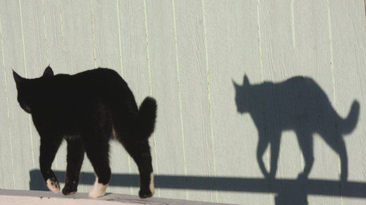 Il gatto gioca con le ombre