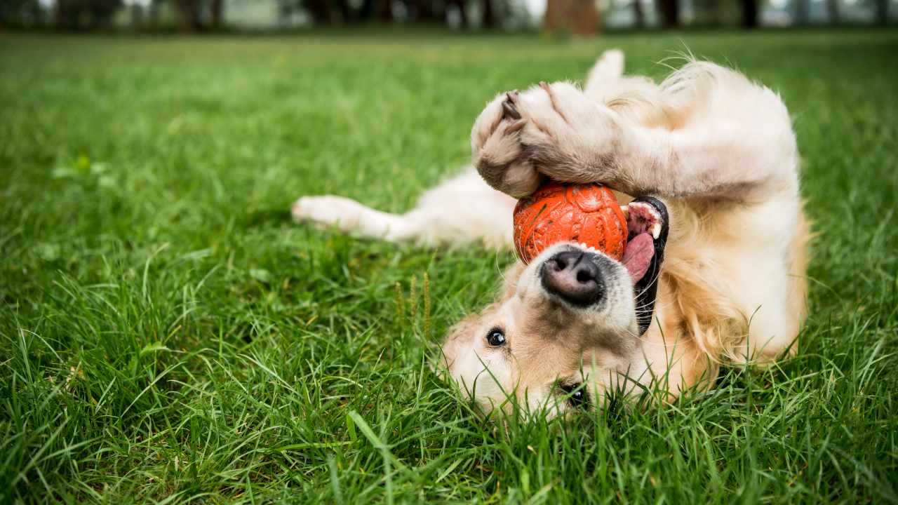 In quali sport i cani sarebbero campioni?