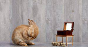 Il coniglio può mangiare il miele?