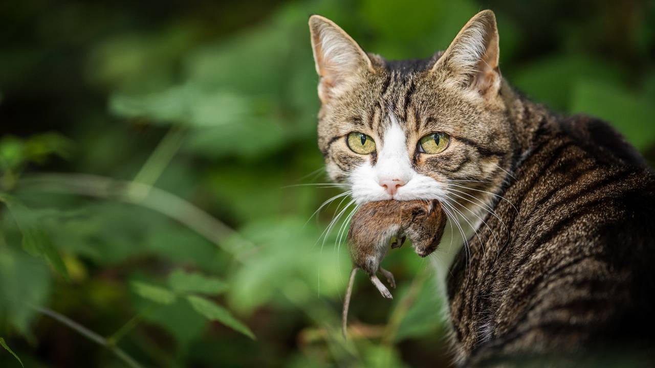 Peste nel gatto