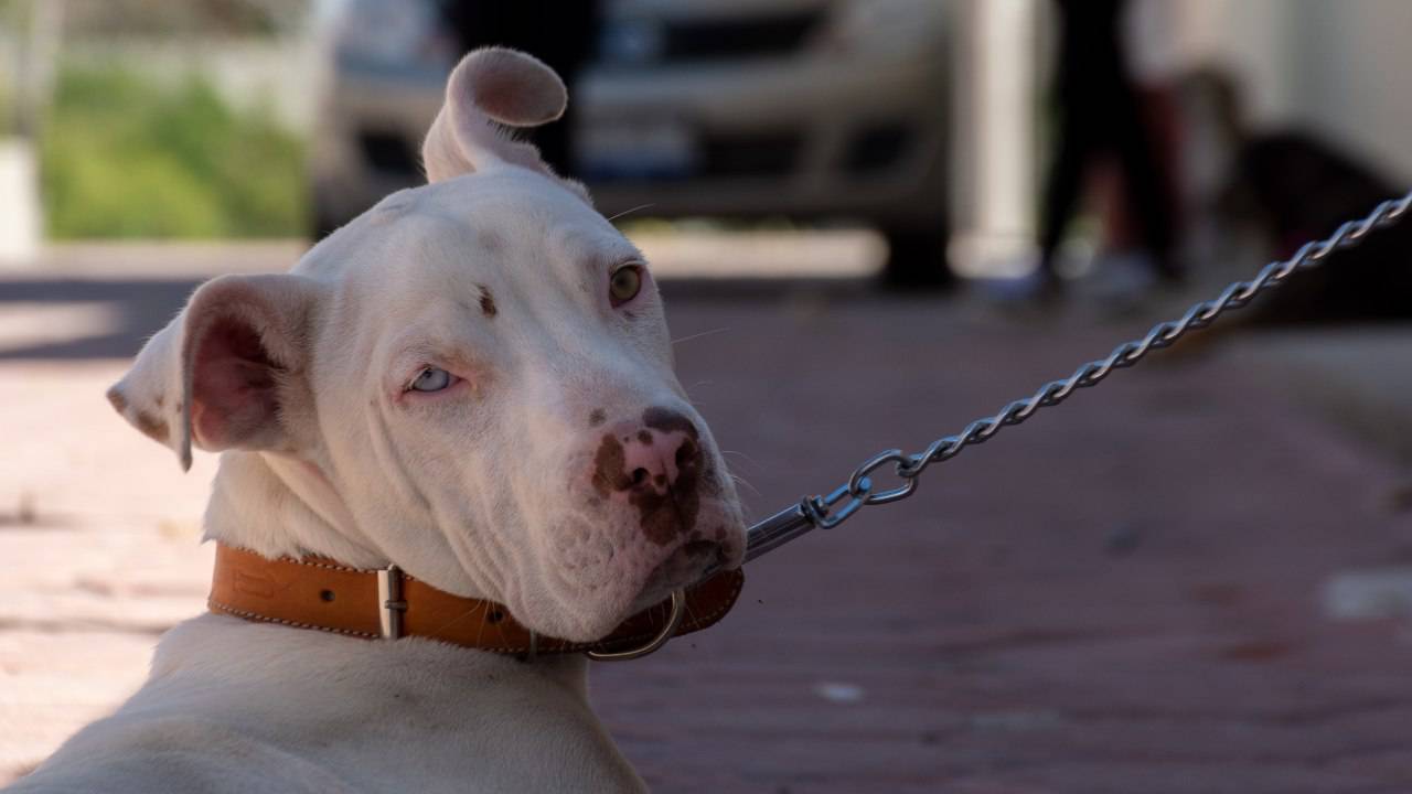 In Sicilia è legale tenere il cane alla catena?