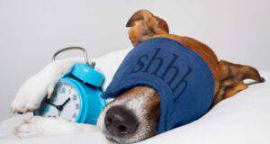 quante ore dormono gli animali
