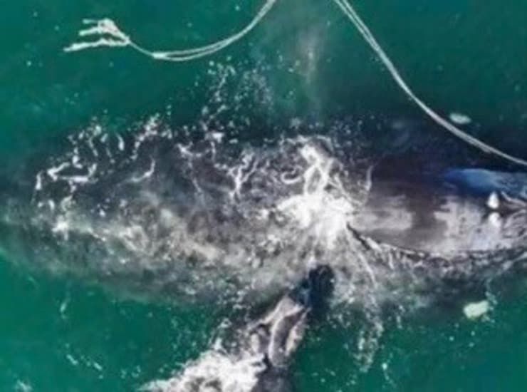 Balena partorisce il suo piccolo (Screen Facebook)
