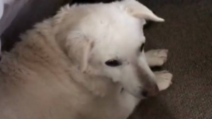 cane triste (Foto video)