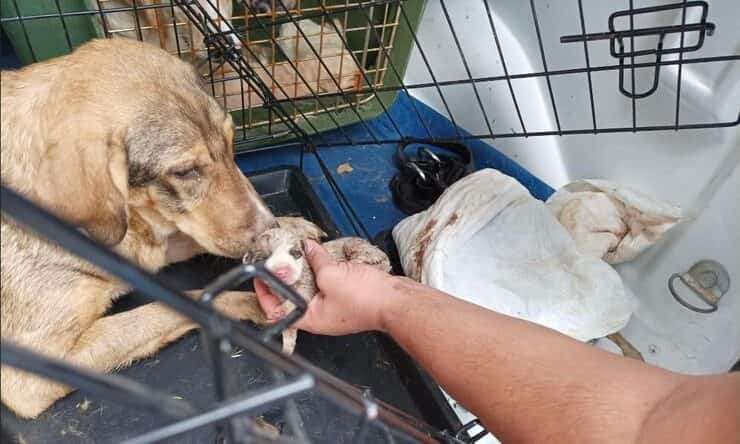 Cagnolina e cucciolo salvati dal capanno degli orrori (Screen Facebook)