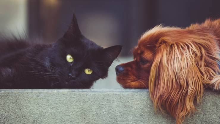 Cane e gatto, animali domestici