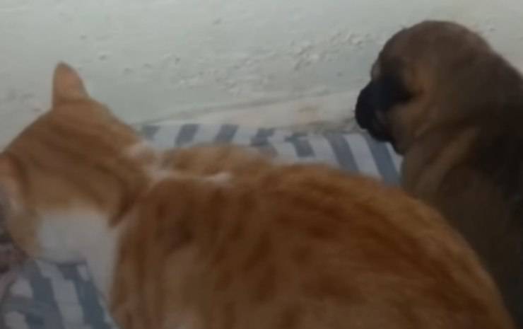 Il cane e il gatto (Foto video)