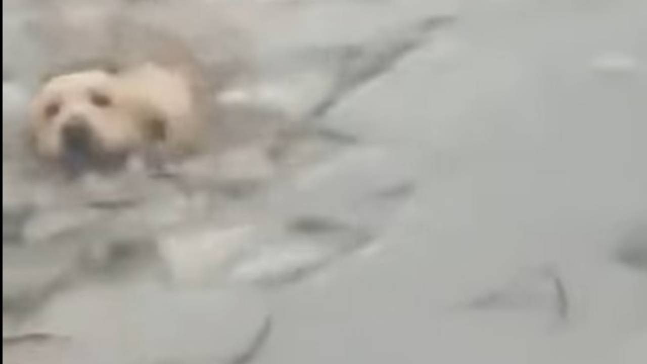Cane cade in un lago di ghiaccio salvato da due poliziotti VIDEO
