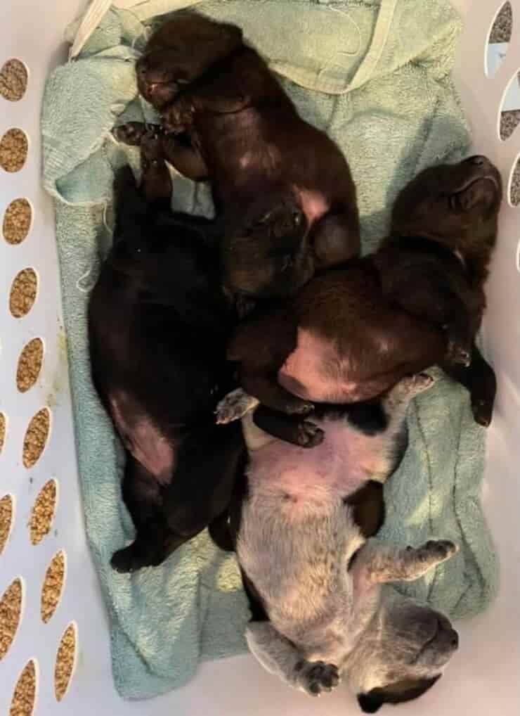 Cuccioli rimasti senza la loro mamma (Screen Facebook)