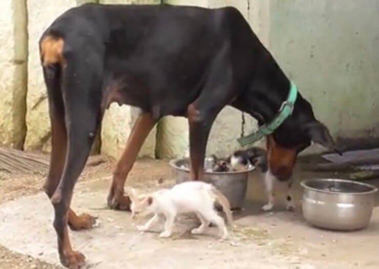 Dobermann adotta i gattini orfani (Screen video)