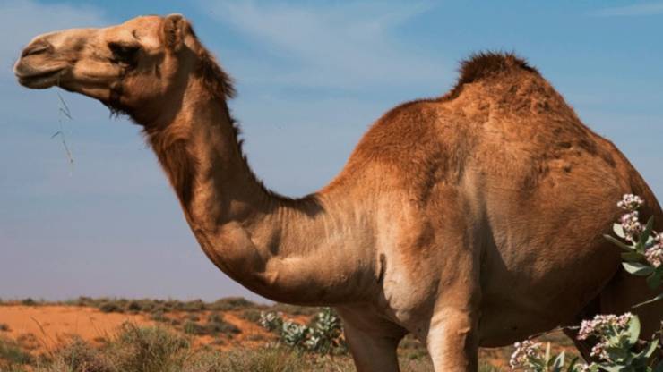 Esemplare di cammello