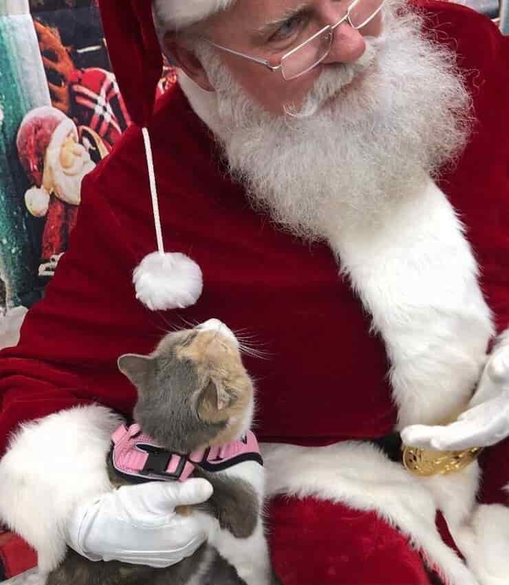 Gattina finalmente felice insieme a Babbo Natale (Screen Instagram)