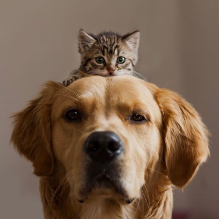 Gattino e cagnolino (Screen Pinterest)