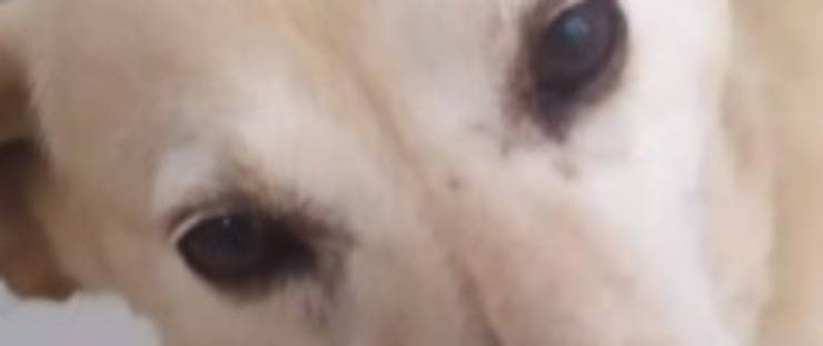 Gli occhi del cucciolo