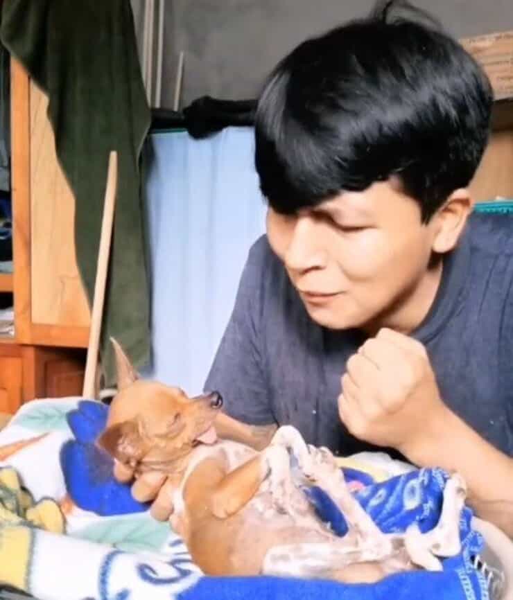 Il chihuahua insieme al suo umano preferito (Screen video)