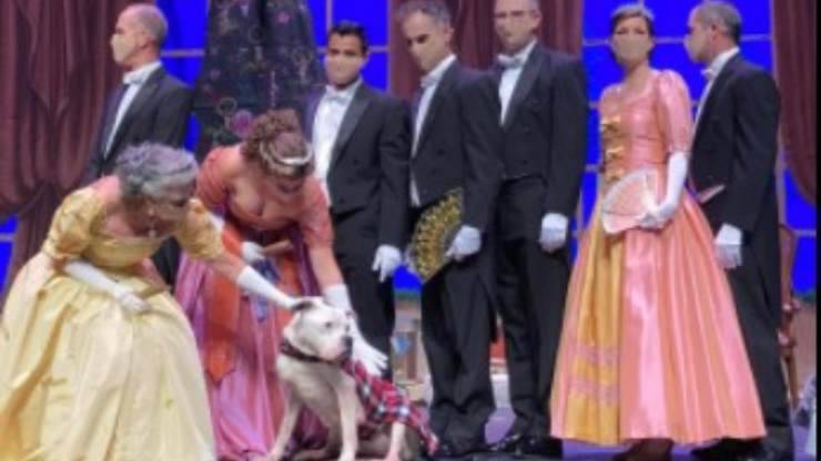 Luna, cagnolina sul palco