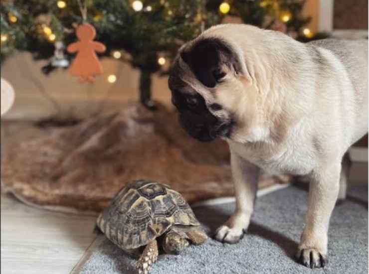 Milo e Zelda a Natale
