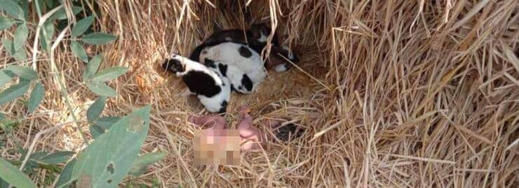 Neonata abbandonata salvata da una cagnolina e i suoi cuccioli (Screen Twitter)