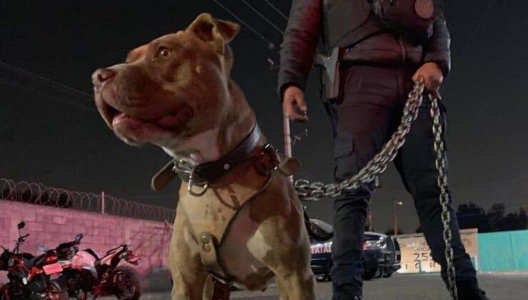 Pit Bull dopo essere stato salvato dalla Polizia (Screen Facebook)