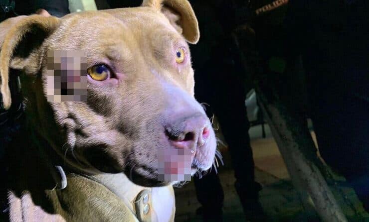 Pit Bull legato all'auto e trascinato salvato dalla Polizia (Screen Facebook)