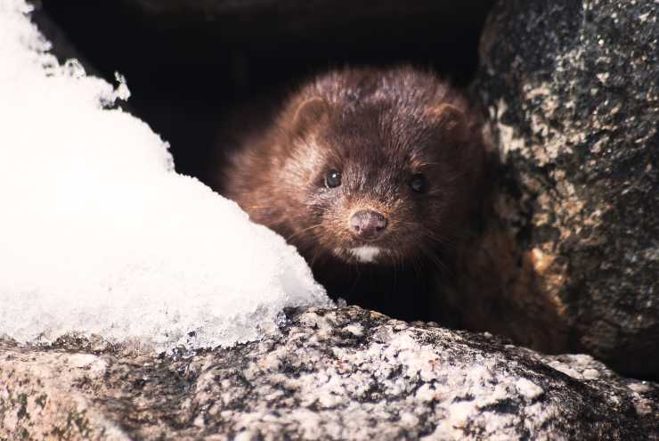 Visone, animale da pelliccia