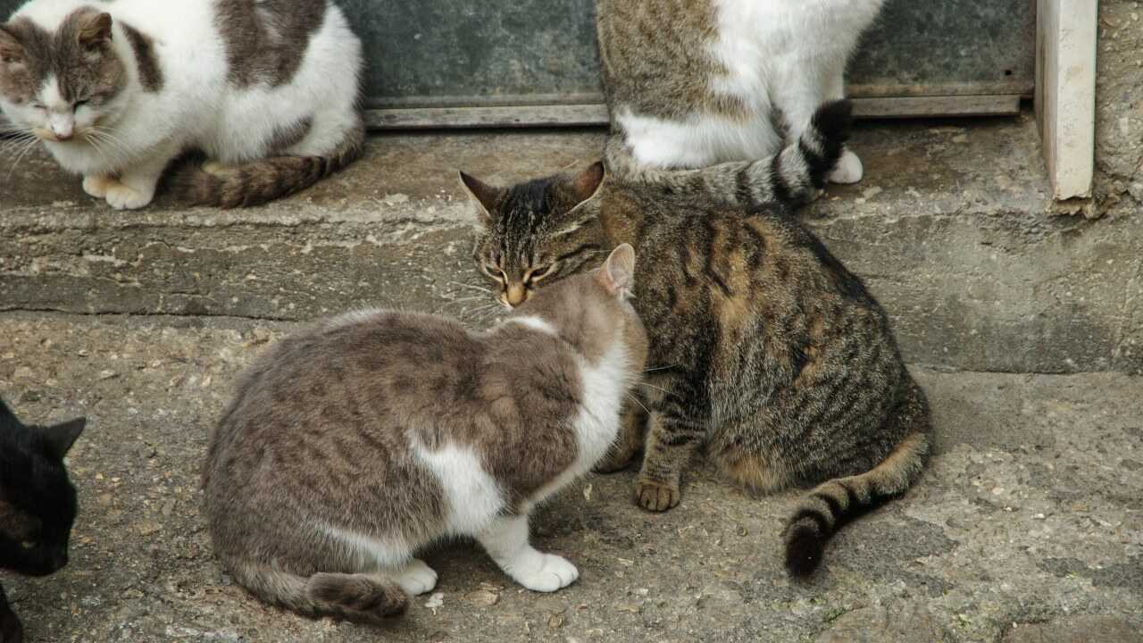 Colonie feline in Emilia Romagna