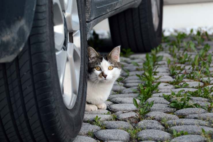 Come tenere il gatto lontano dall'auto