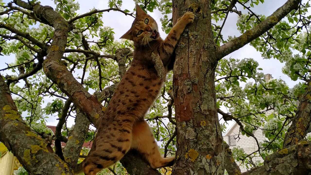 alimentazione gatto sokoke