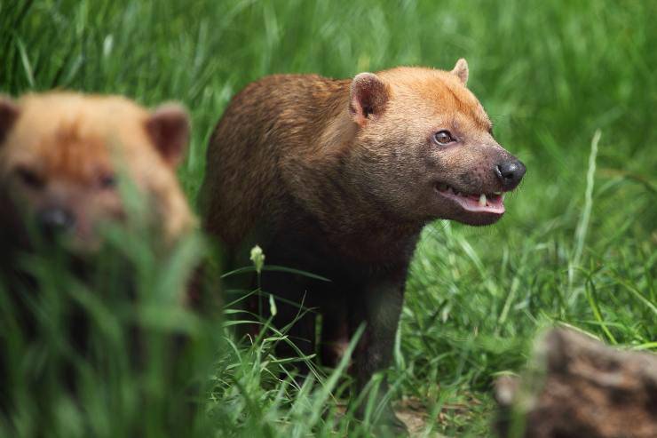 Animali insieme nella natura