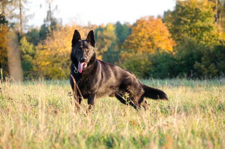 Razze di cani perfetti per vigilare