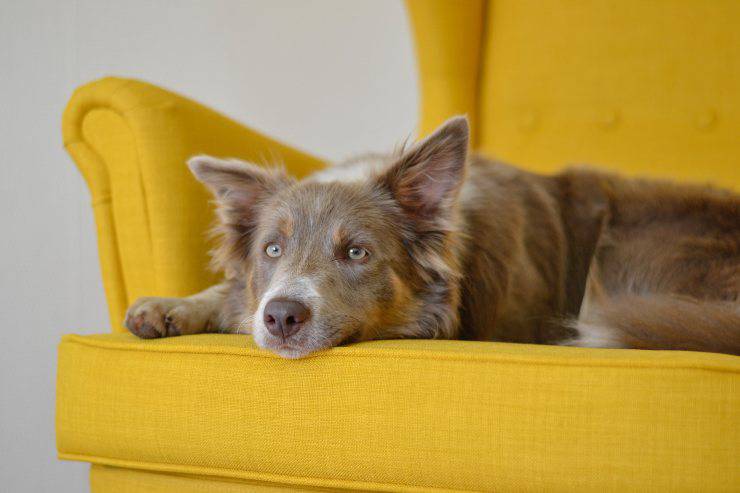 Perché al cane piace salire sul divano