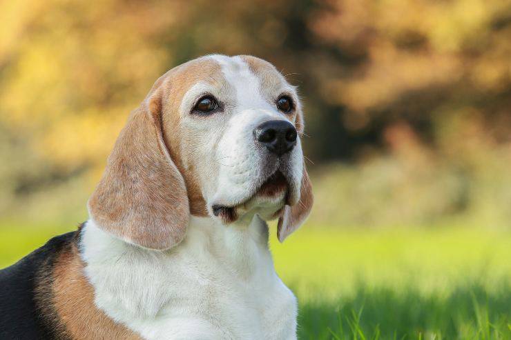 I cagnolini gelosi