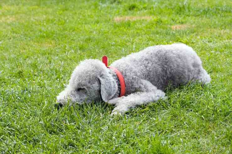 Cagnolino dorme sereno