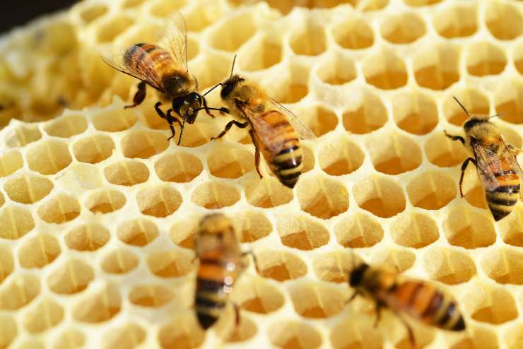 Le api e il loro mondo