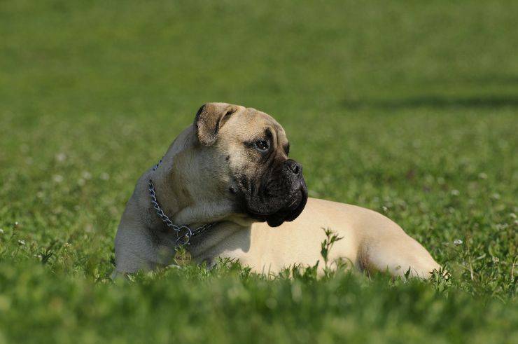 Il cane osserva il suo territorio