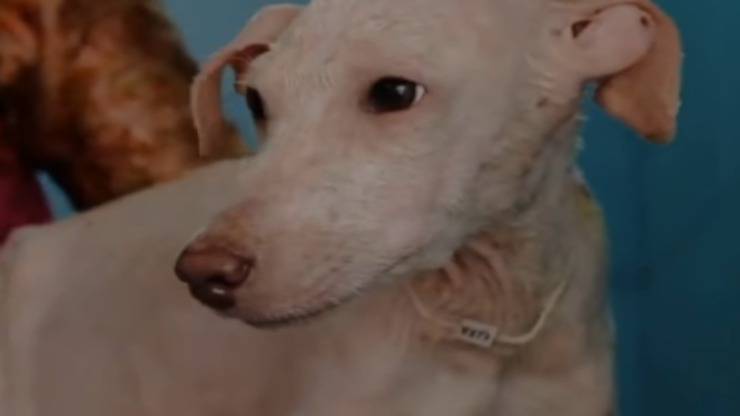 La cagnolina sofferente (Foto Video)