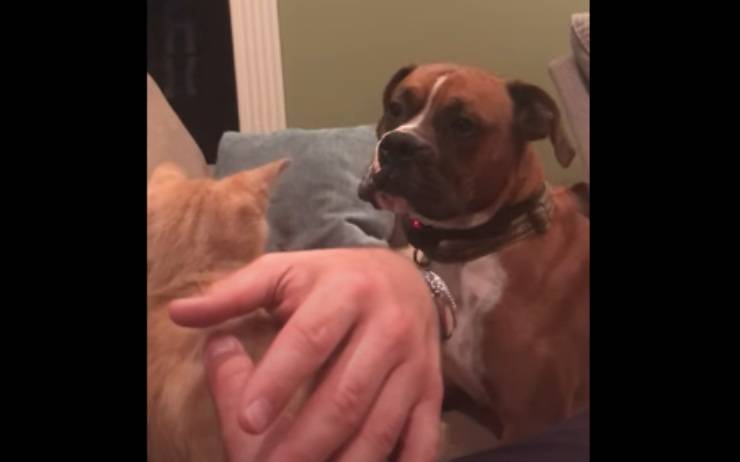 Il cane commosso (Foto video)
